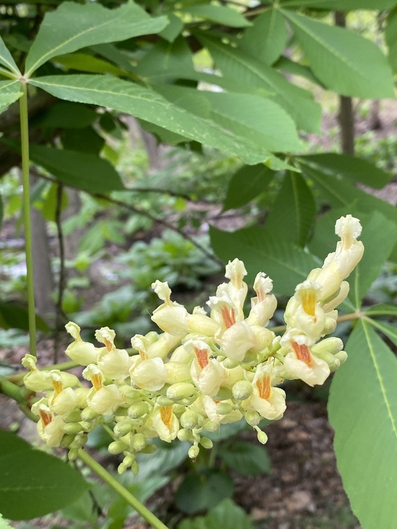 Yellow Buckeye photo 7