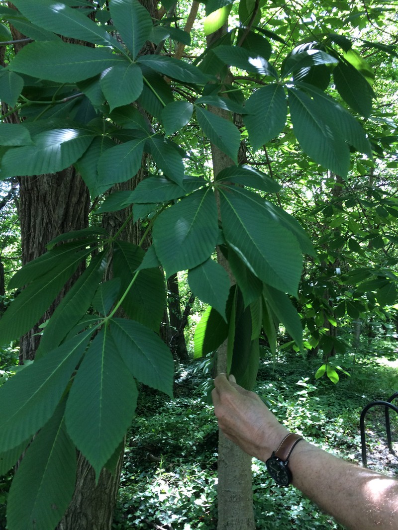 Yellow Buckeye photo 8