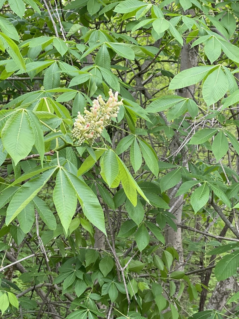 Yellow Buckeye photo 9