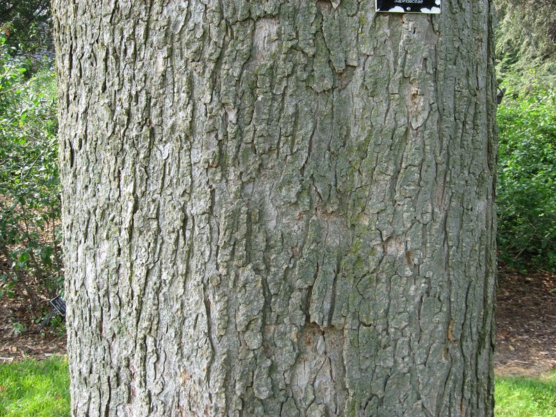 Ohio Buckeye photo 2