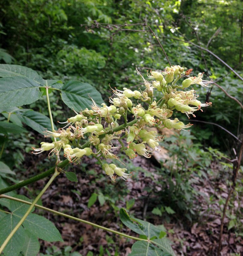 Ohio Buckeye photo 3