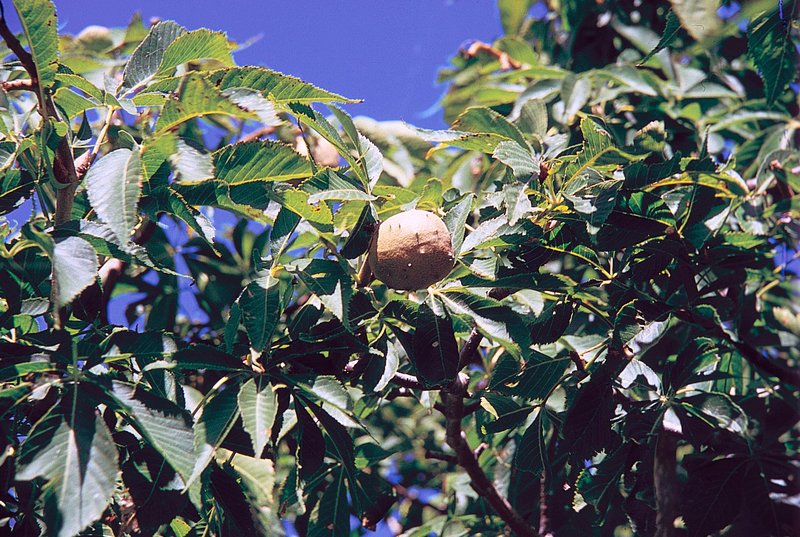 Ohio Buckeye photo 4