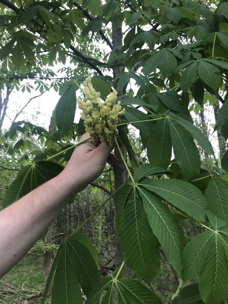 Ohio Buckeye photo 7