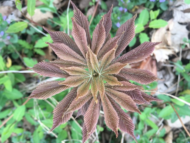 Ohio Buckeye photo 8
