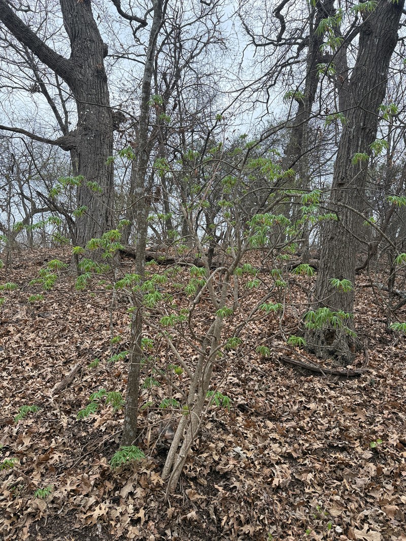 Aesculus glabra var. arguta