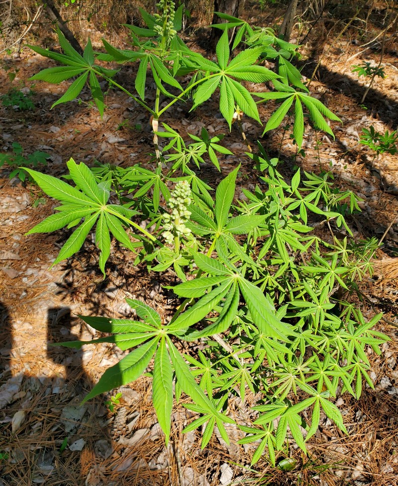 Aesculus glabra var. arguta photo 2
