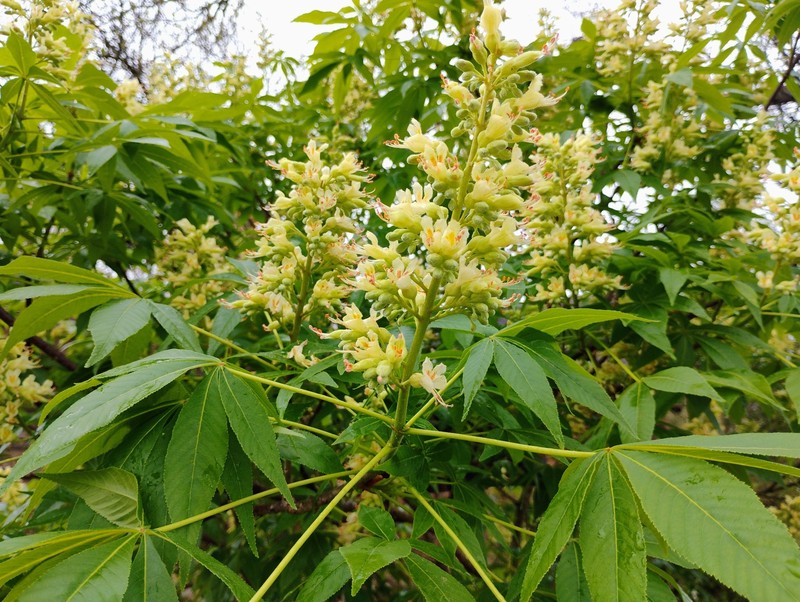Aesculus glabra var. arguta photo 3