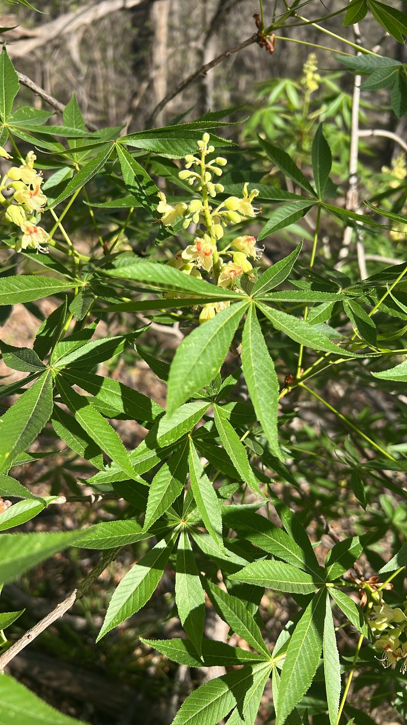 Aesculus glabra var. arguta photo 4