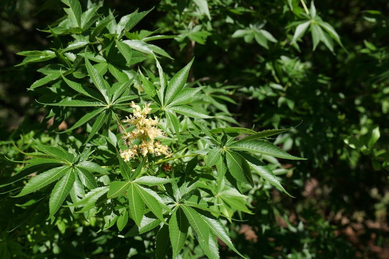 Aesculus glabra var. arguta photo 5