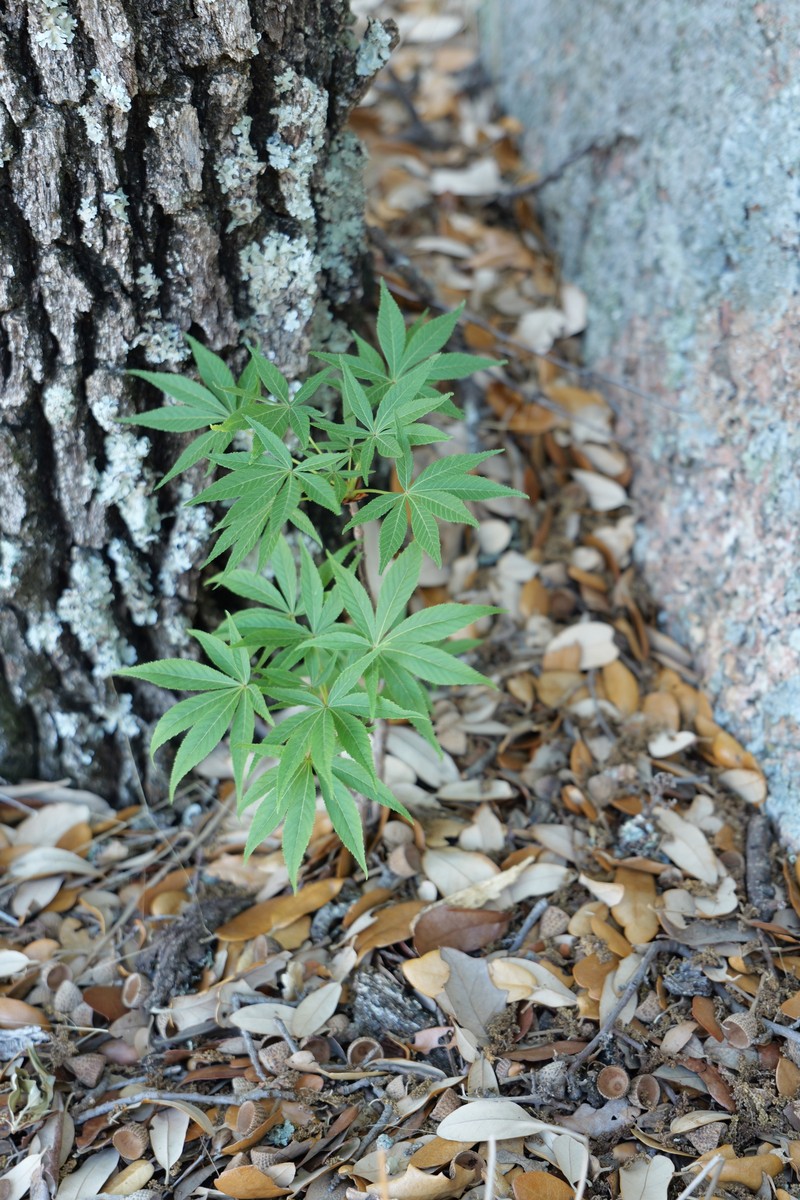 Aesculus glabra var. arguta photo 6