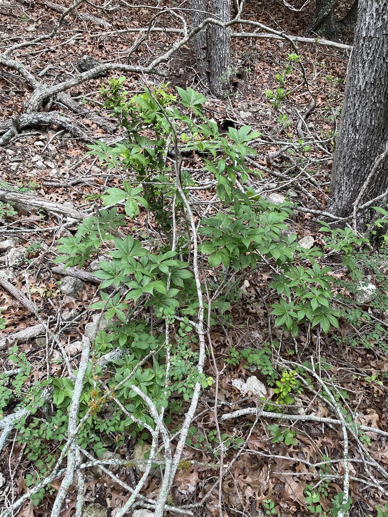 Aesculus glabra var. arguta photo 7