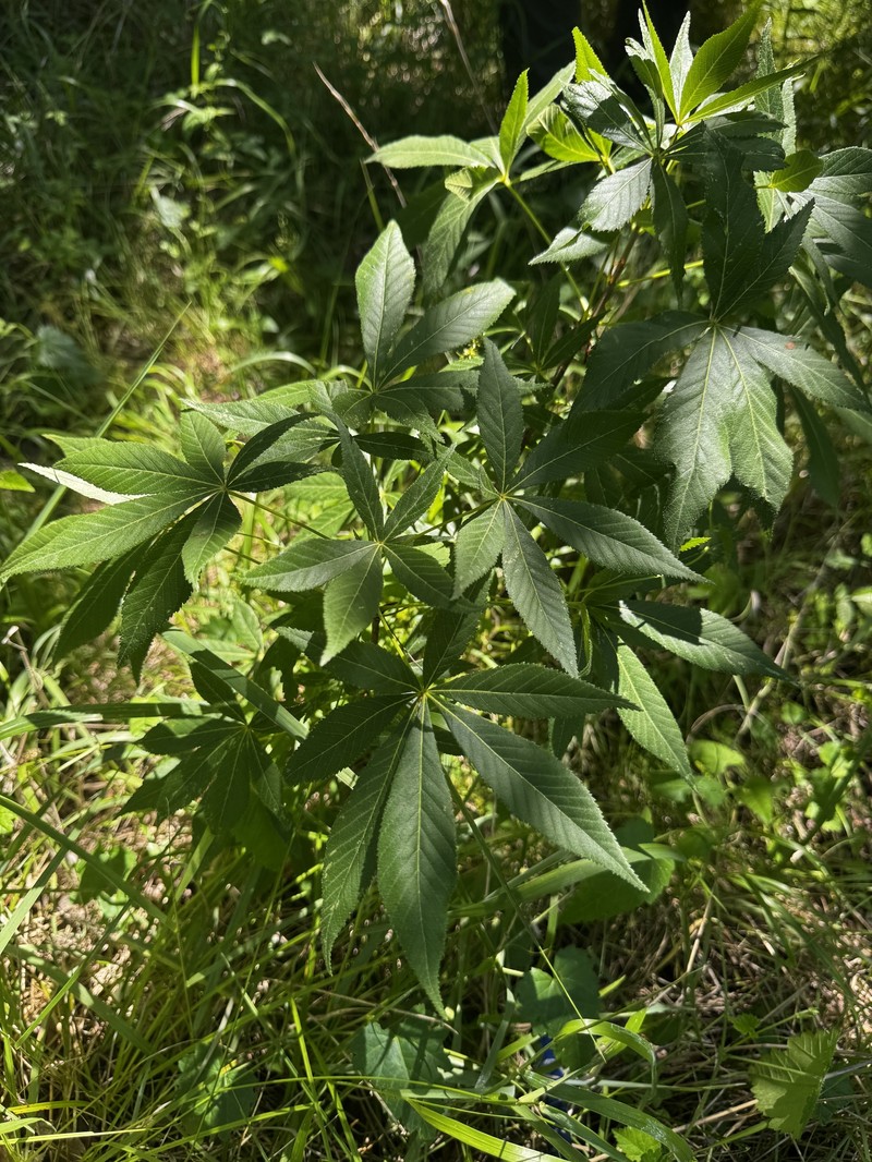 Aesculus glabra var. arguta photo 8