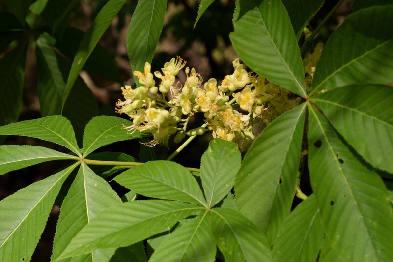Aesculus glabra var. glabra photo 2