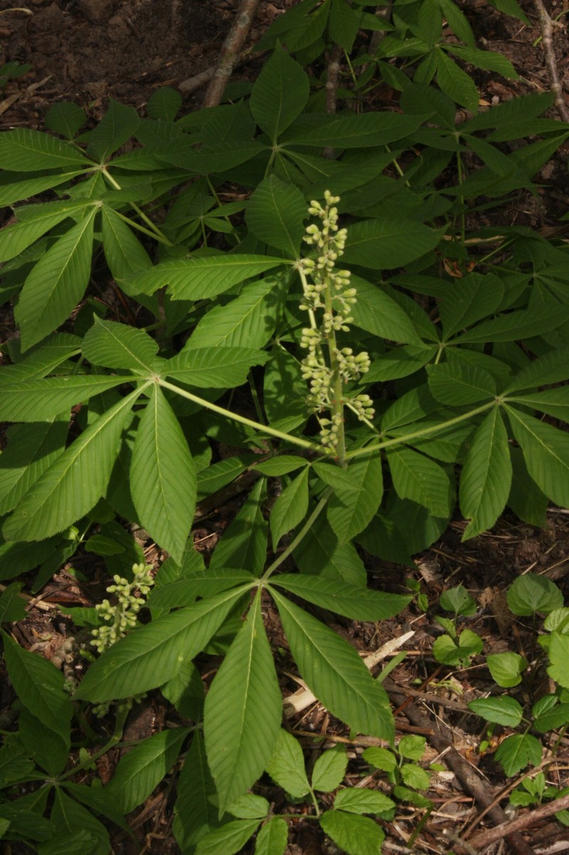 Aesculus glabra var. glabra photo 3