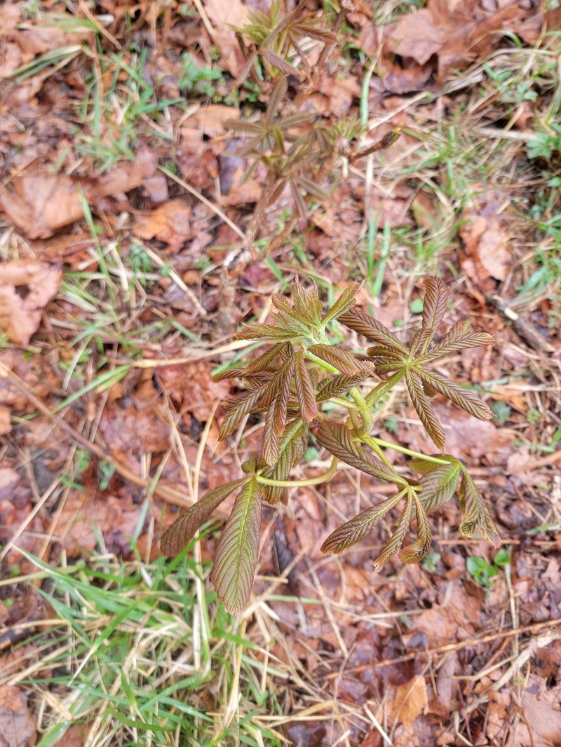 Aesculus glabra var. glabra photo 4