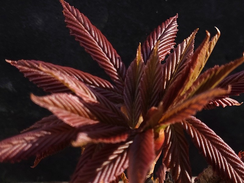 Aesculus glabra var. glabra photo 5