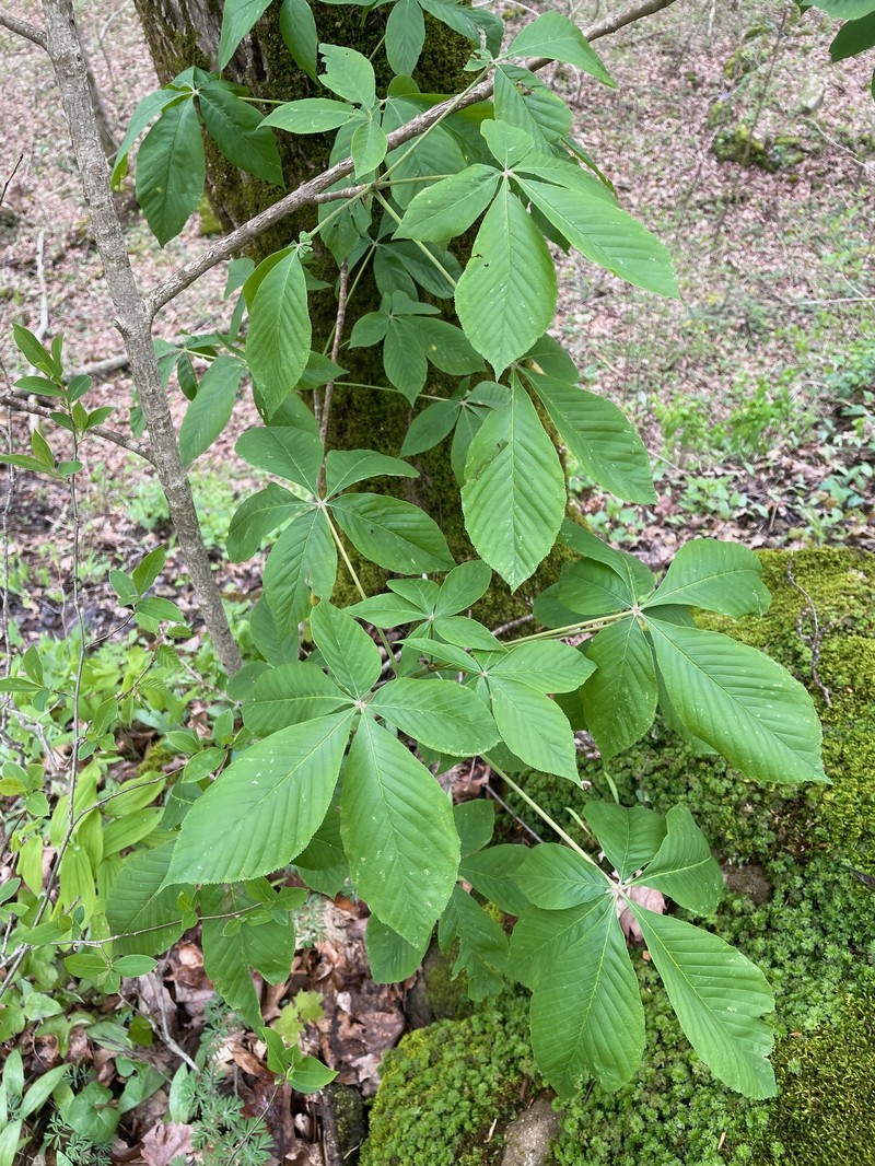 Aesculus glabra var. glabra photo 6