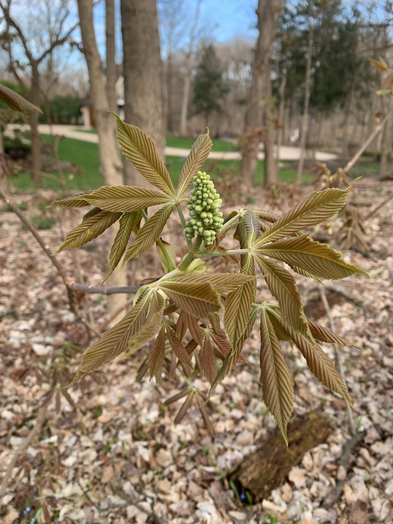 Aesculus glabra var. glabra photo 7