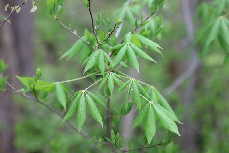 Aesculus glabra var. glabra photo 8