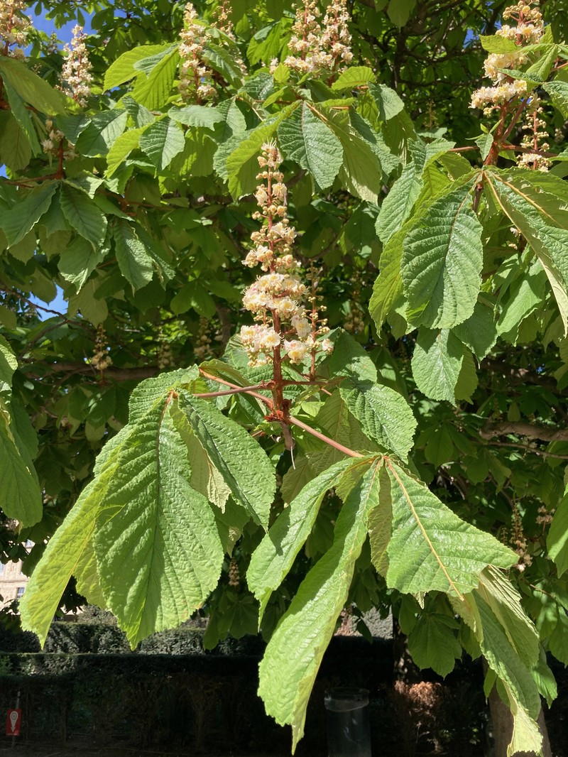 Horse Chestnut photo 3