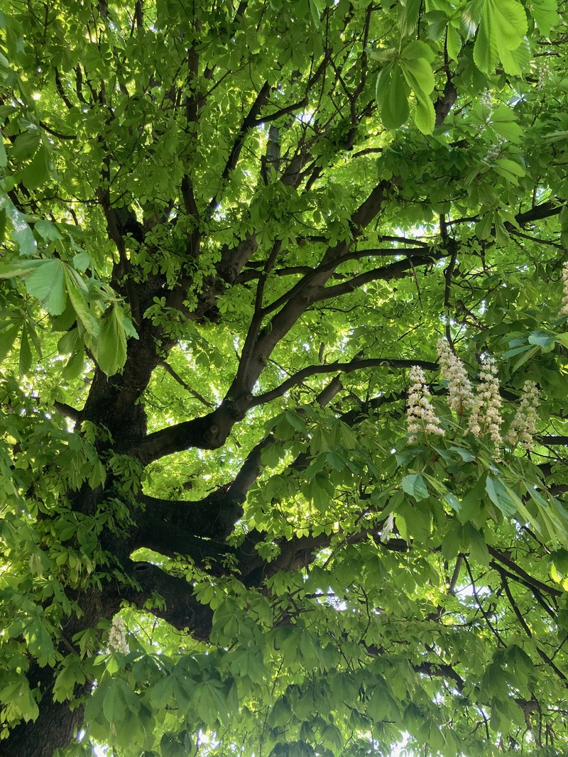 Horse Chestnut photo 4