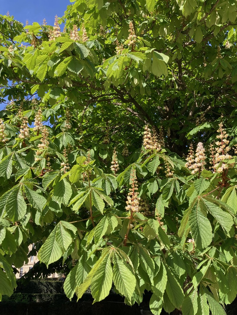 Horse Chestnut photo 5