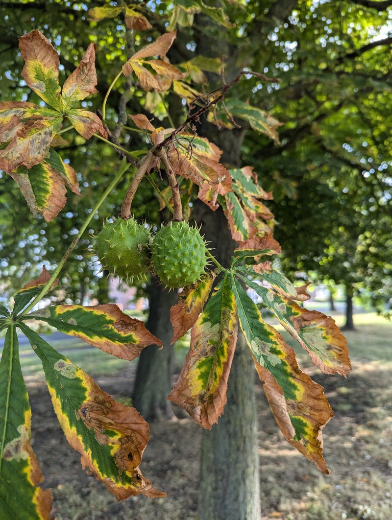 Horse Chestnut photo 6