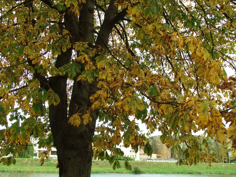 Horse Chestnut photo 7