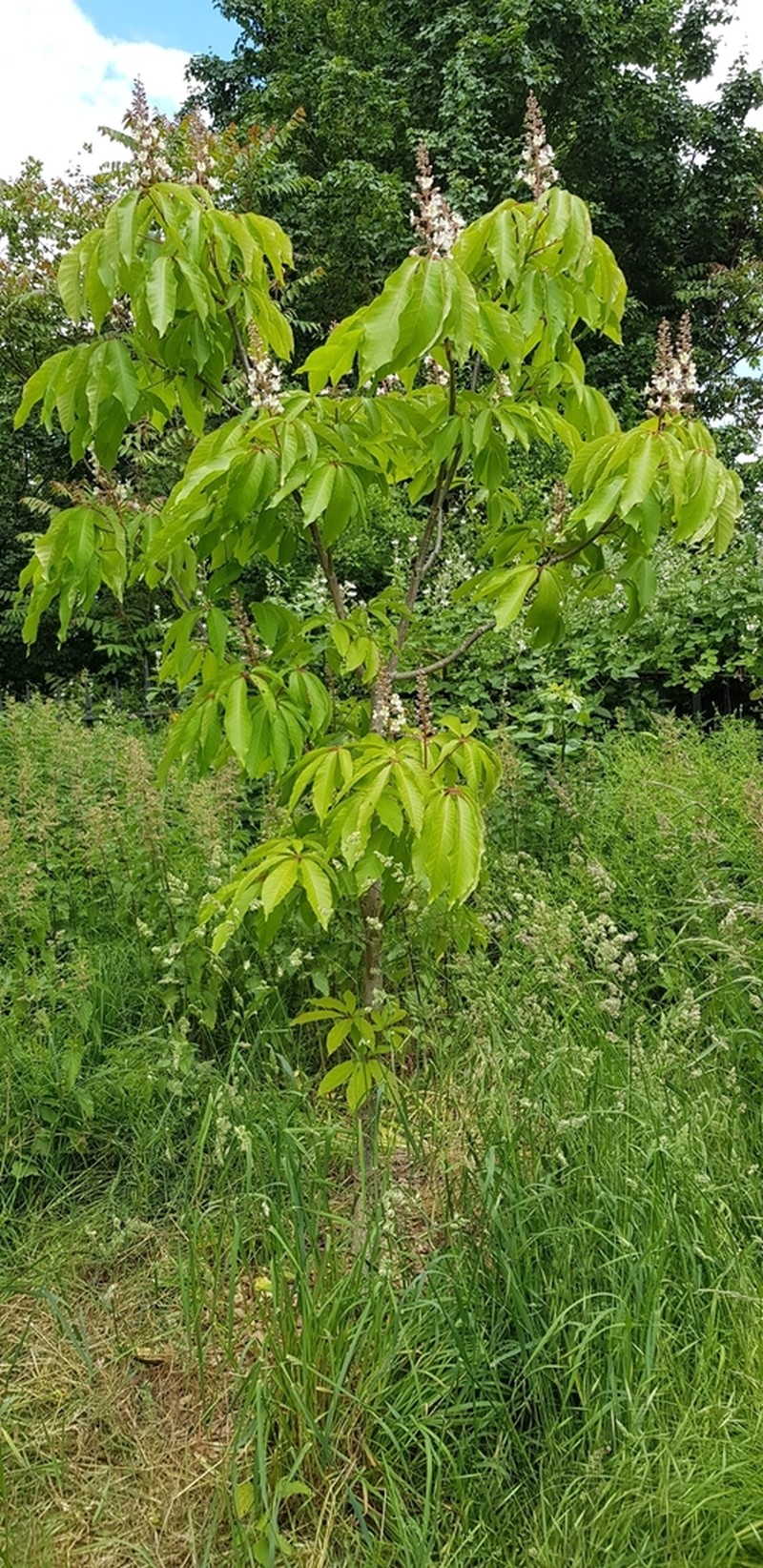Aesculus indica photo 2
