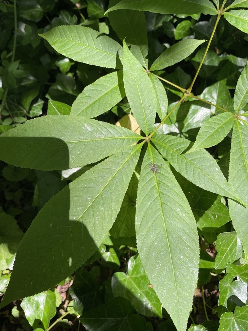 Aesculus indica photo 3