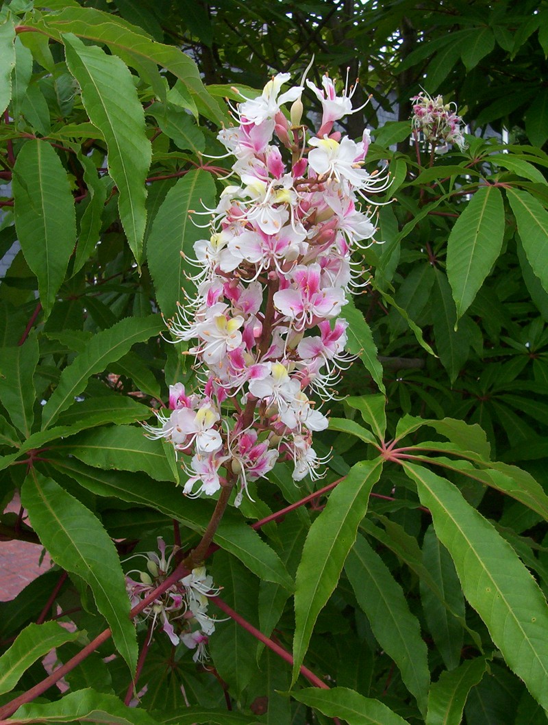 Aesculus indica photo 4