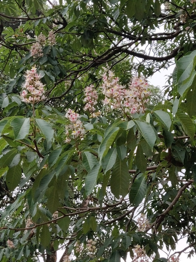 Aesculus indica photo 5