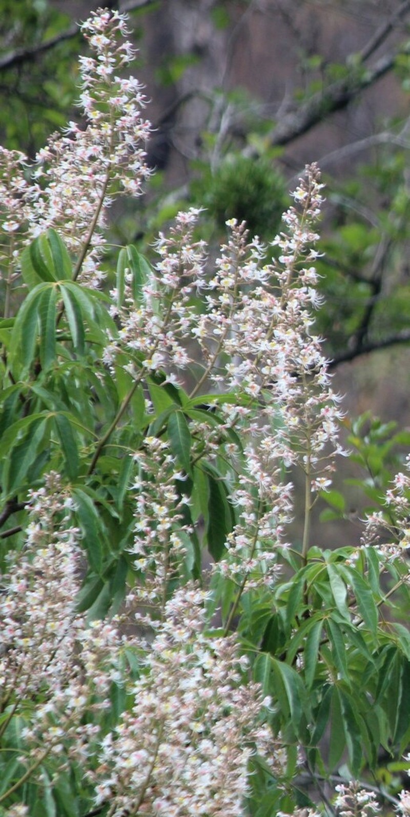 Aesculus indica photo 6