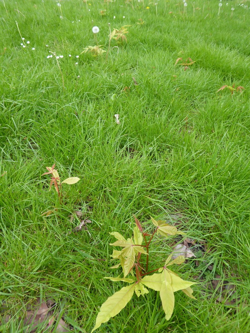 Aesculus indica photo 7