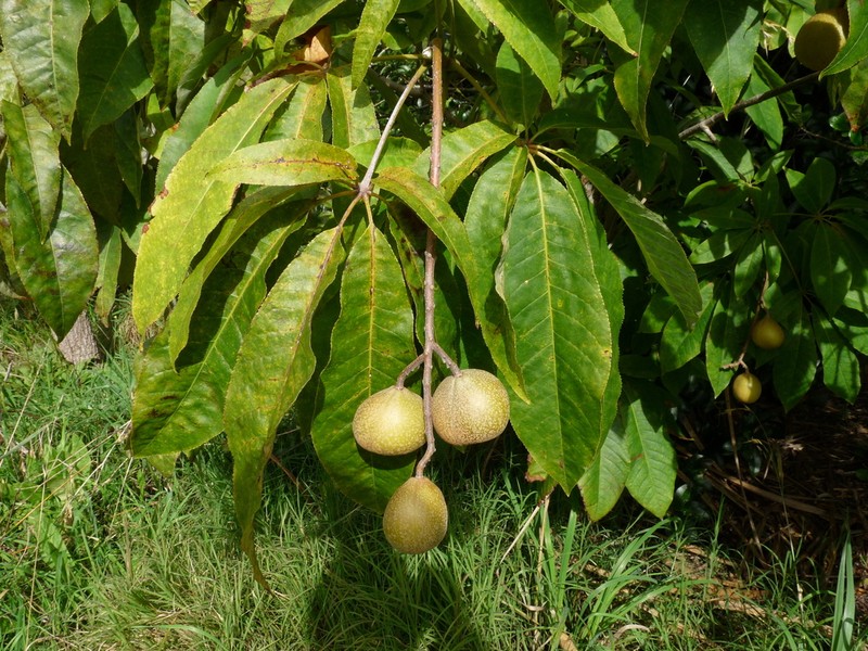 Aesculus indica photo 8