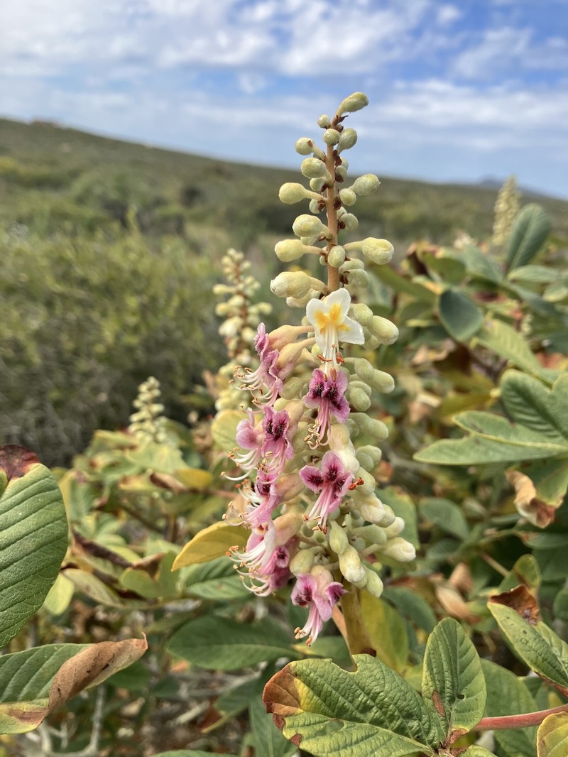 Aesculus parryi