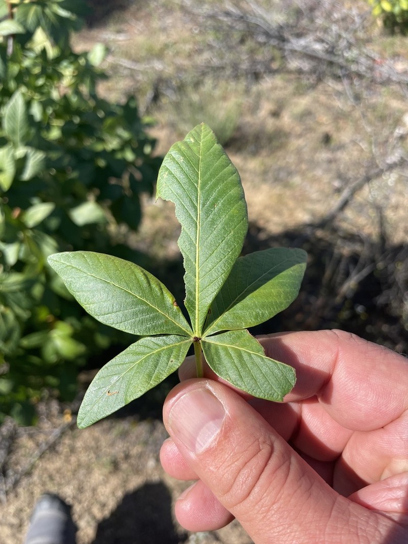 Aesculus parryi photo 2
