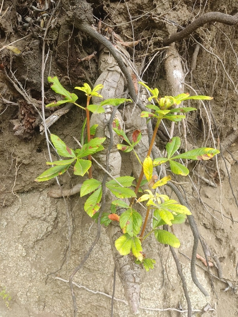 Aesculus parryi photo 4