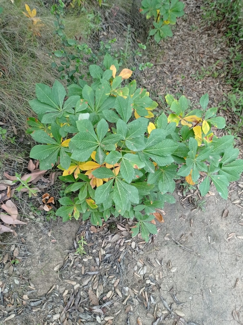 Aesculus parryi photo 5