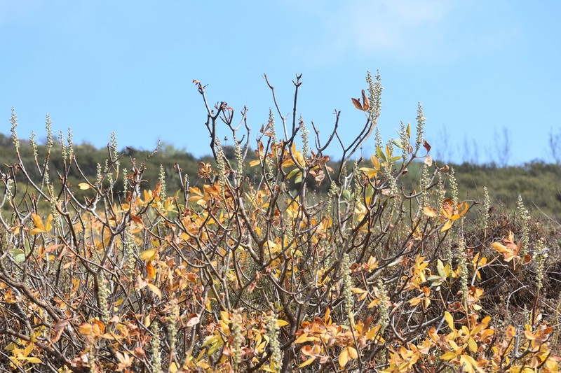 Aesculus parryi photo 6