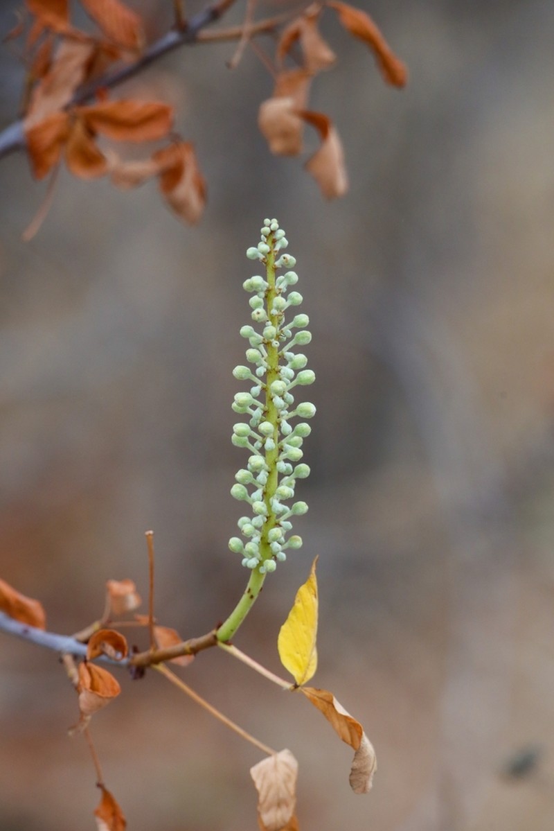 Aesculus parryi photo 7