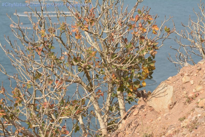 Aesculus parryi photo 8