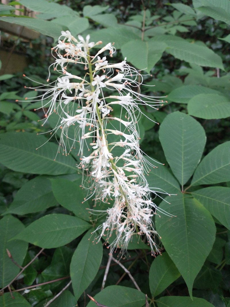 Bottlebrush Buckeye