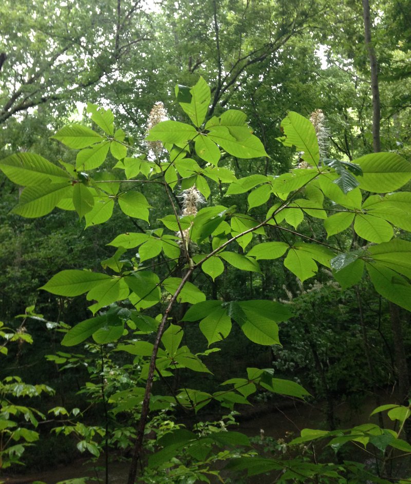 Bottlebrush Buckeye photo 3