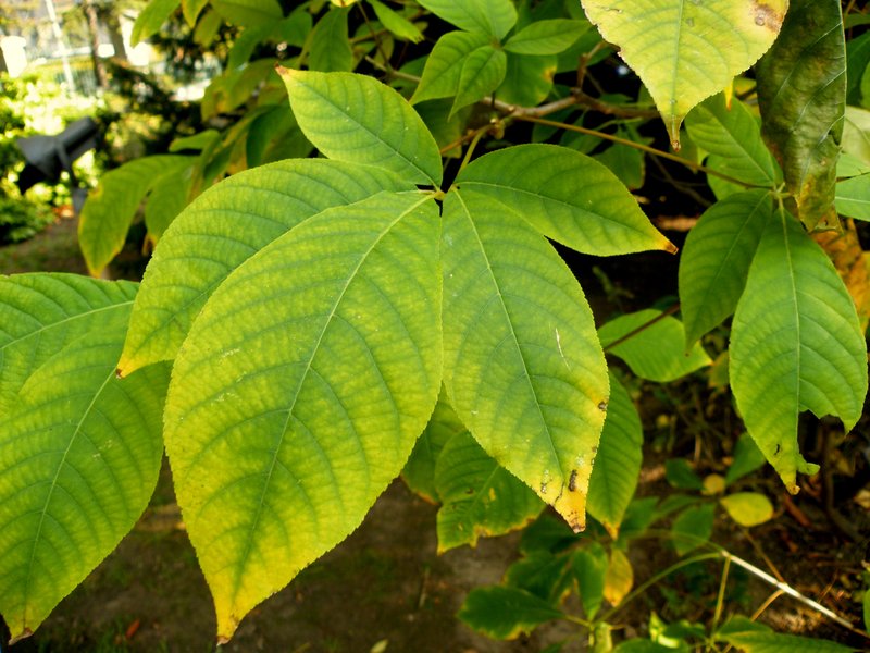 Bottlebrush Buckeye photo 5