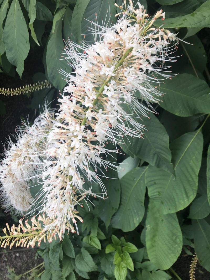 Bottlebrush Buckeye photo 7