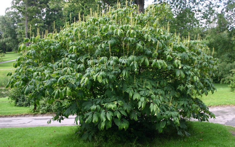 Bottlebrush Buckeye photo 2