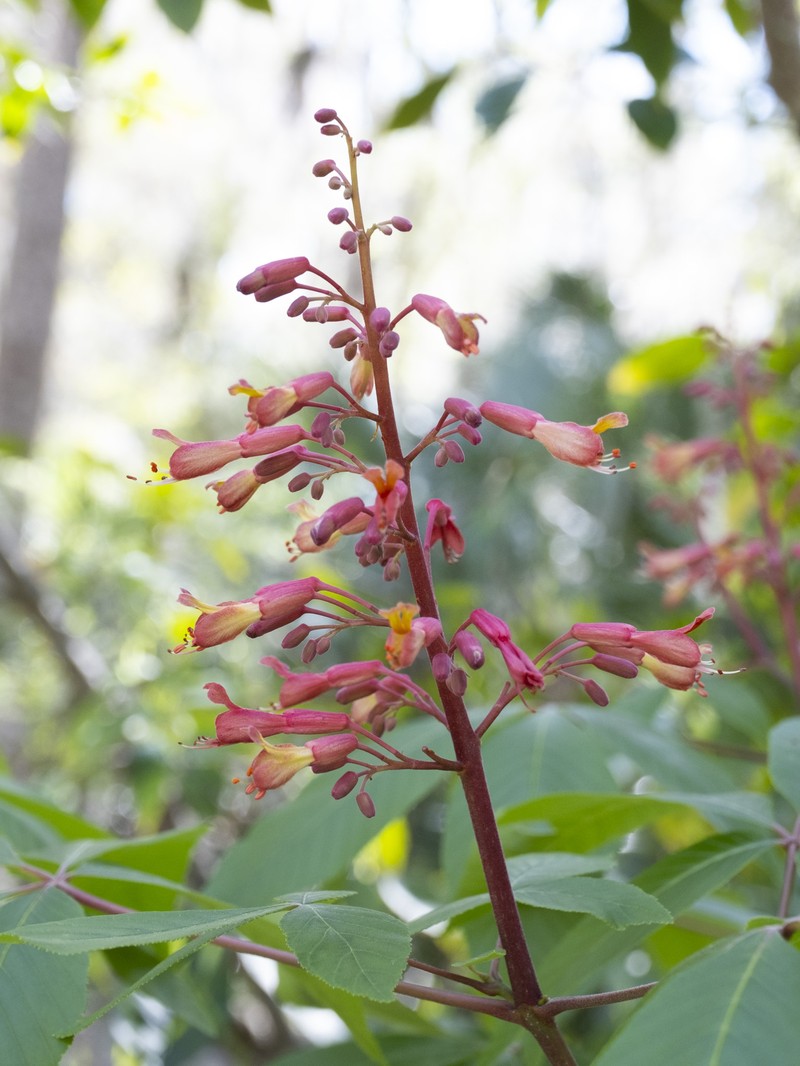 Red Buckeye photo 3