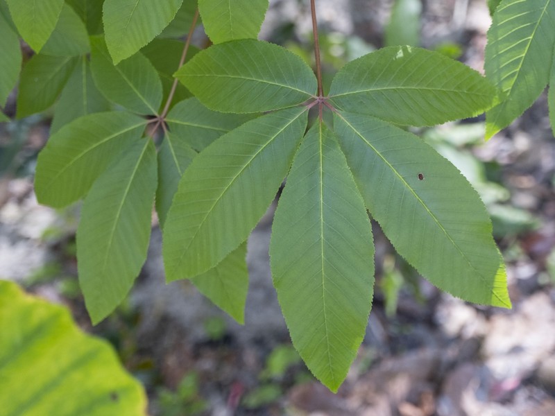 Red Buckeye photo 4