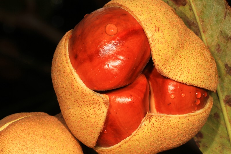 Red Buckeye photo 6